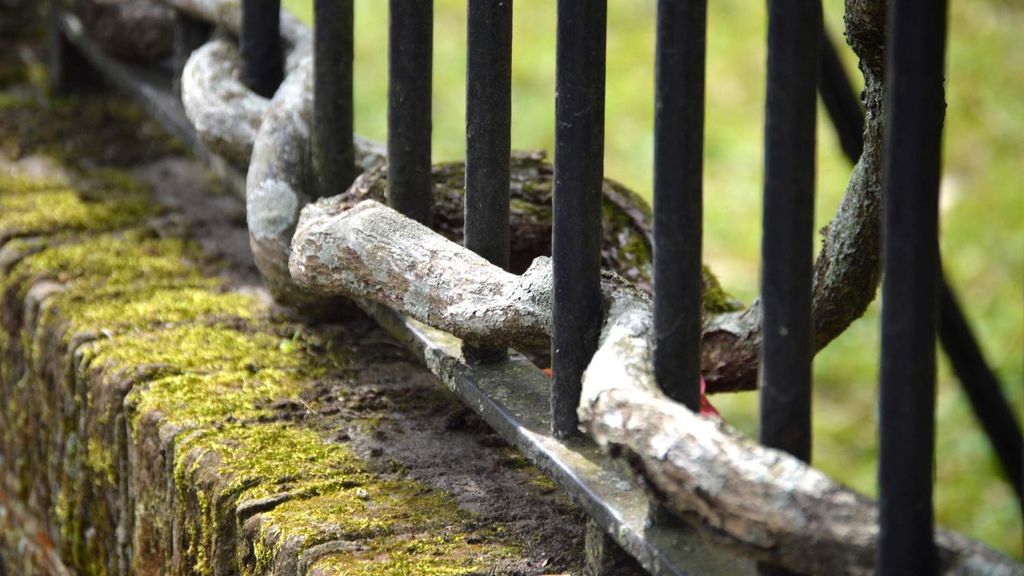 Alter Zaun mit Weinstock