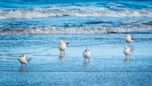 Möwen am Ostseestrand vom Immobilienmakler Schönberg