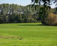 Hauskoppel